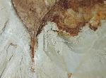 Zelkova zelkovifolia (UNGER 1843) & Daphnogene polymorpha ETTING - Bild © FossNet FossilienStore